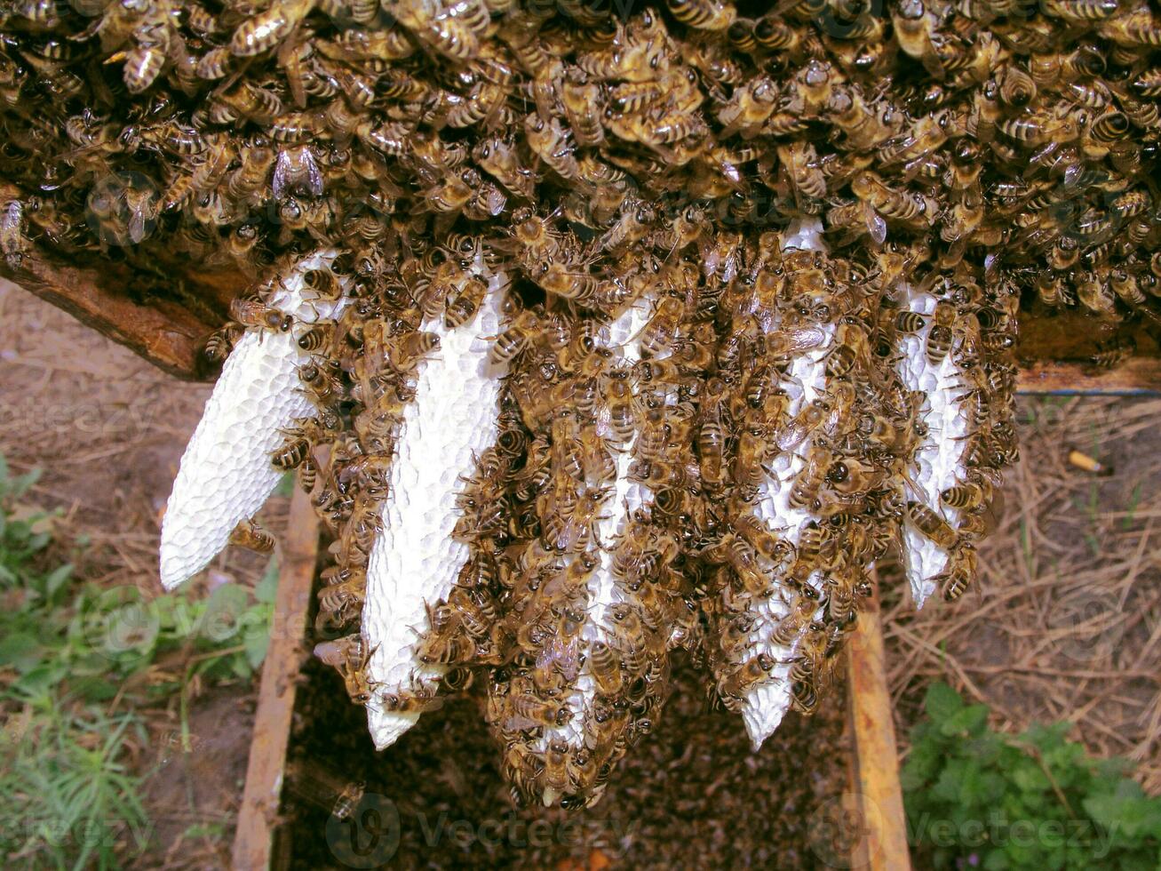 Bees on wax honeycombs. Wax tongues on frame photo