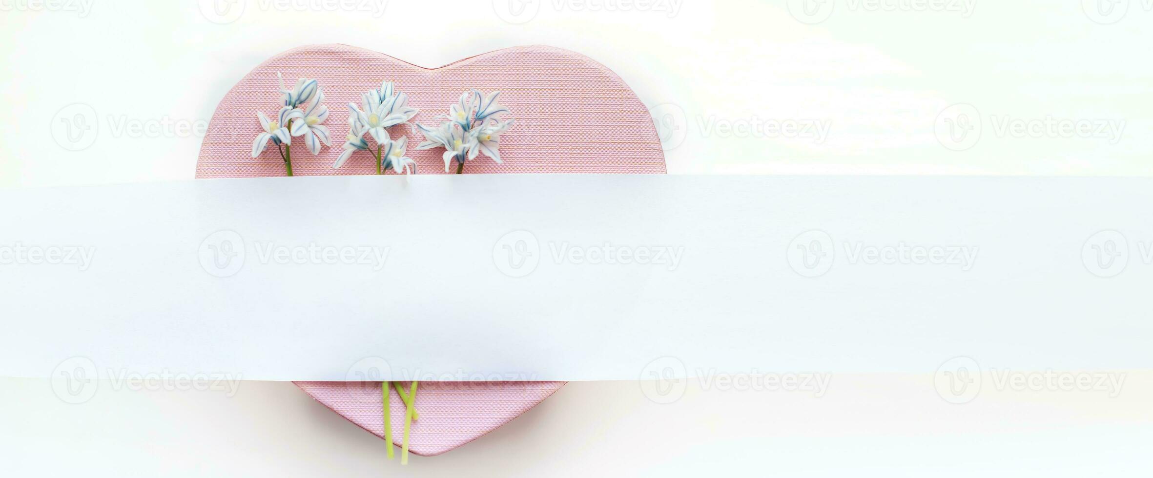 bouquet Fresh blue spring flowers Scilla siberica. on pink heart-shaped box. White stripe for text. Copy space. aster, 8 march, mother's day, St. Valentine spring background photo