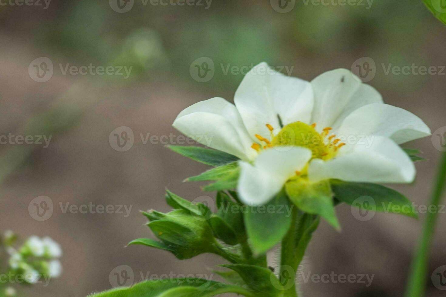 hermosa blanco fresa flor en el jardín. el primero cosecha de fresas en el temprano verano. natural antecedentes. foto