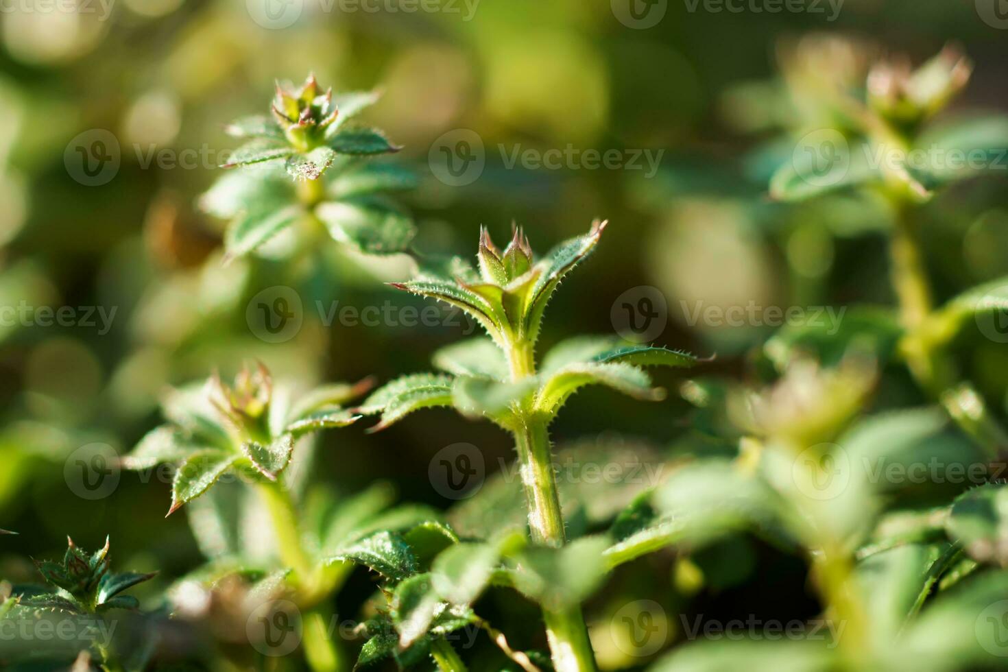 Galium aparine cleavers, catchweed, stickyweed, robin-run-the-hedge, sticky willy, sticky willow, stickeljack, and grip grass use in traditional medicine for treatment. Soft focus. Film grain. photo