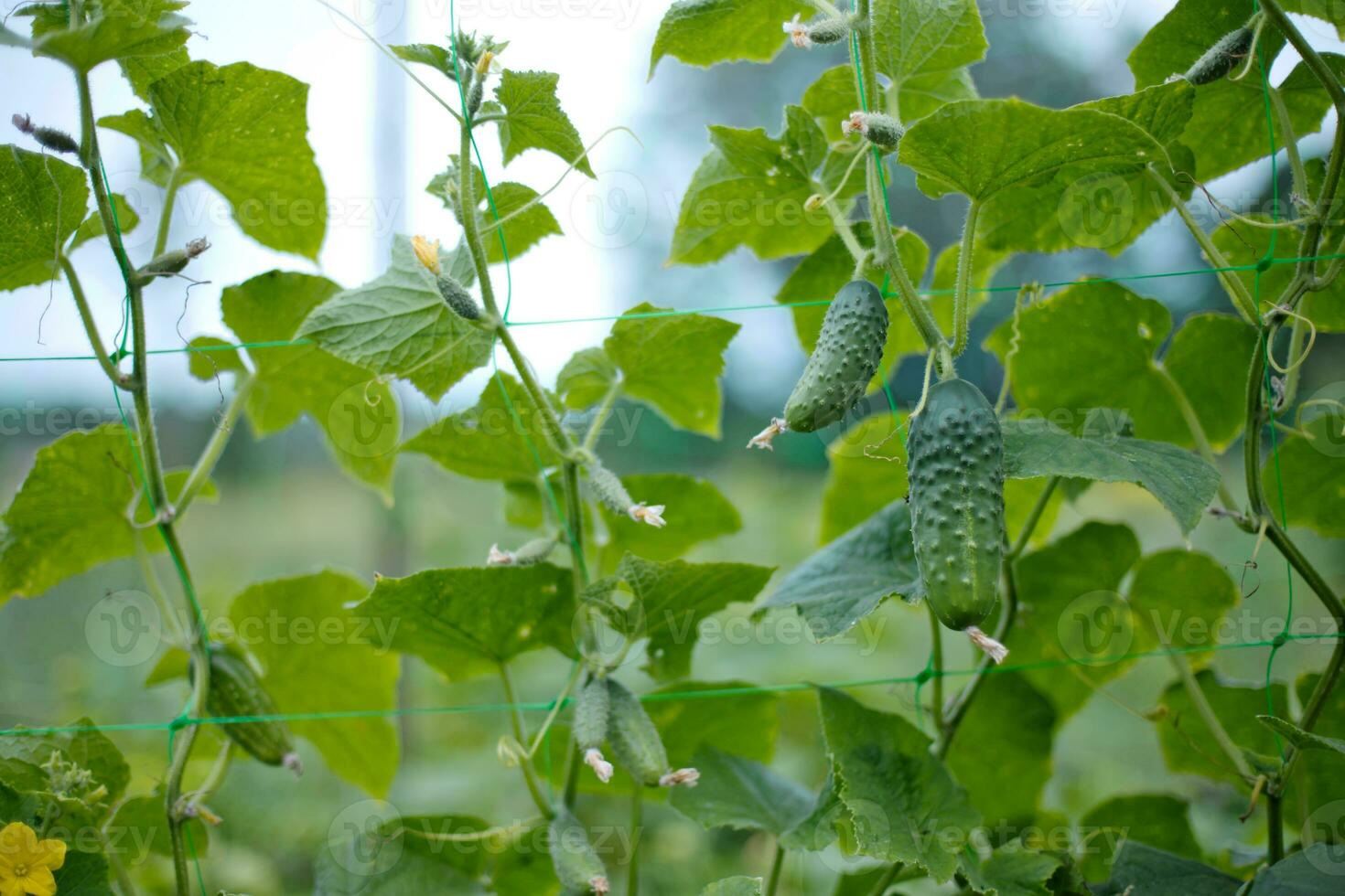 Top cucumber Cucumis sativus sprout with young leaves and antennaeCucumber in garden is tied up on trellis. photo