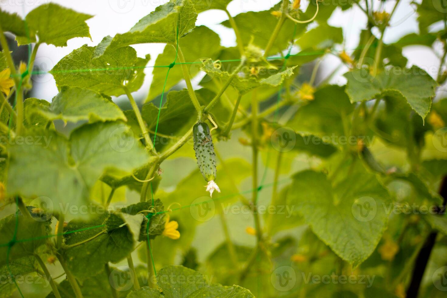 ucumber on a bush among the leaves. Cucumber on the background of the garden. photo