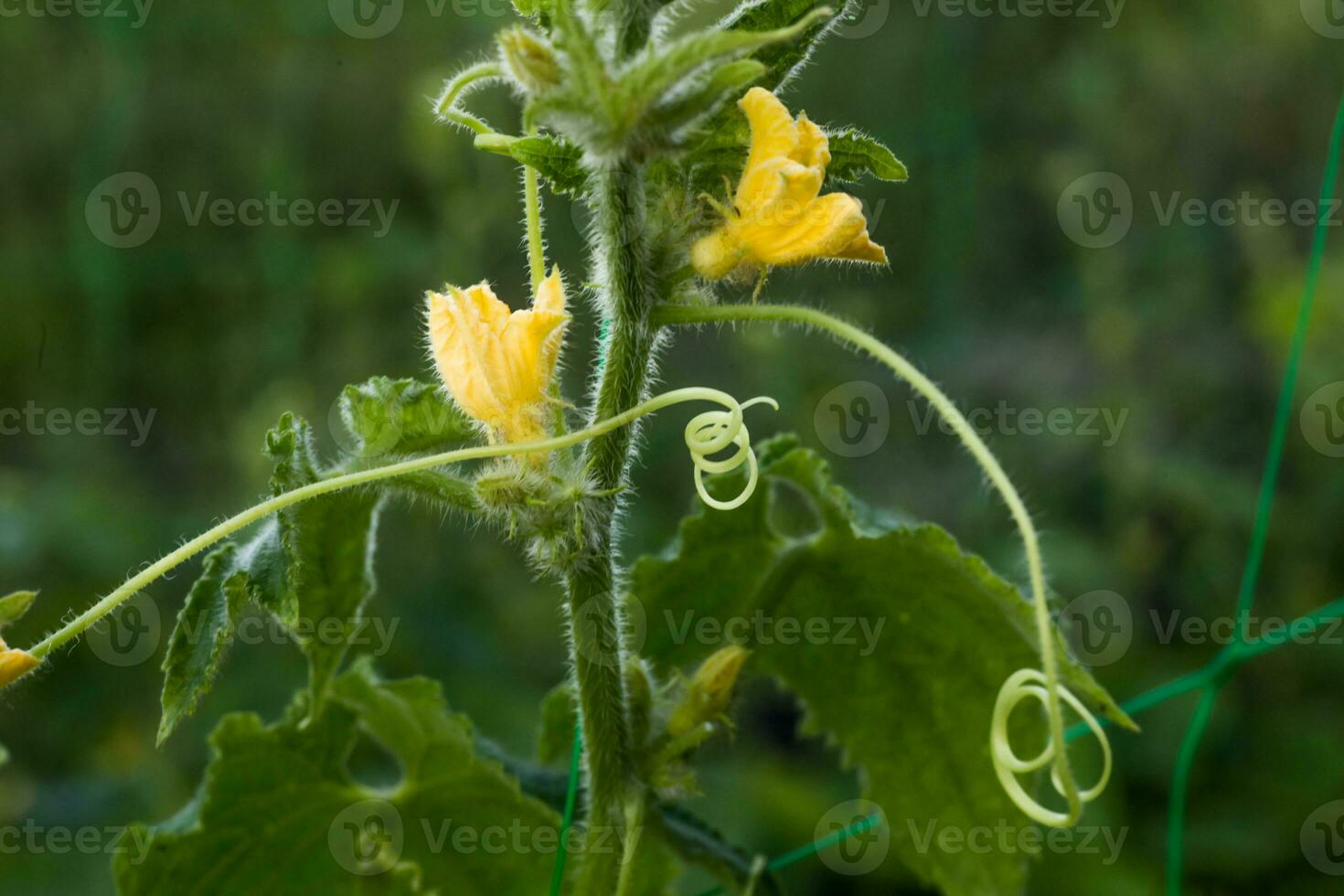 One green ripe cucumber on a bush among the leaves. Cucumber on the background of the garden. photo