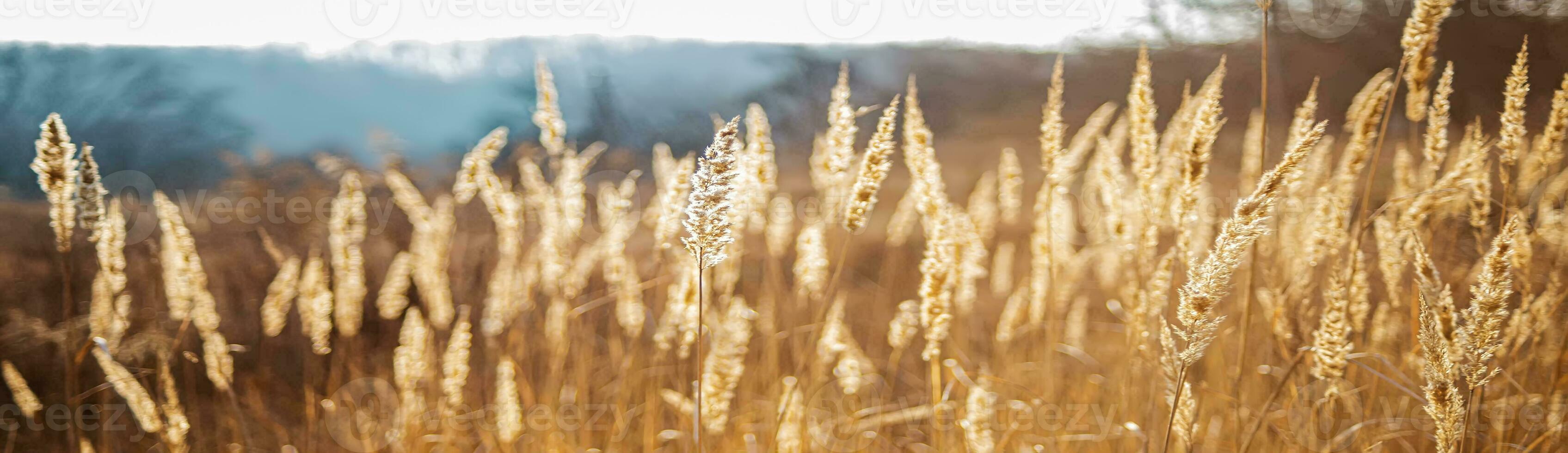Grass pampas vase isolated. Branches of dried reeds of reed grass on a white background. An element for decoration, natural design of packages, notebooks, covers. Gray-beige dried fluffy plant photo