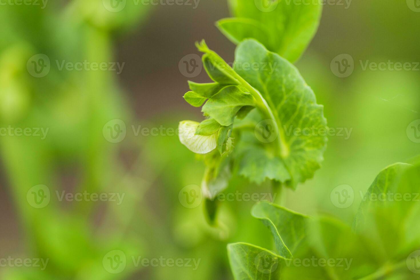 pisum sativum, guisante, jardín chícharos en el jardín. flor guisante. guisante vaina en un arbusto de cerca. vegetariano alimento. creciente chícharos al aire libre. foto