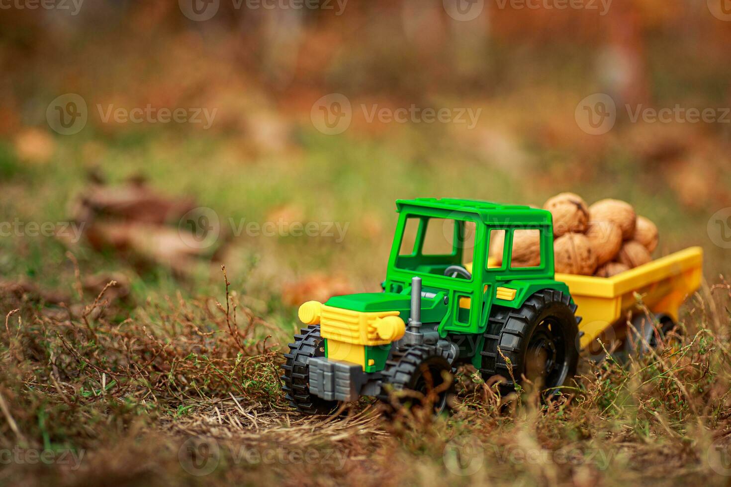 Green tractor carries nuts in the back. Toy tractor with a crop of ripe walnuts. photo