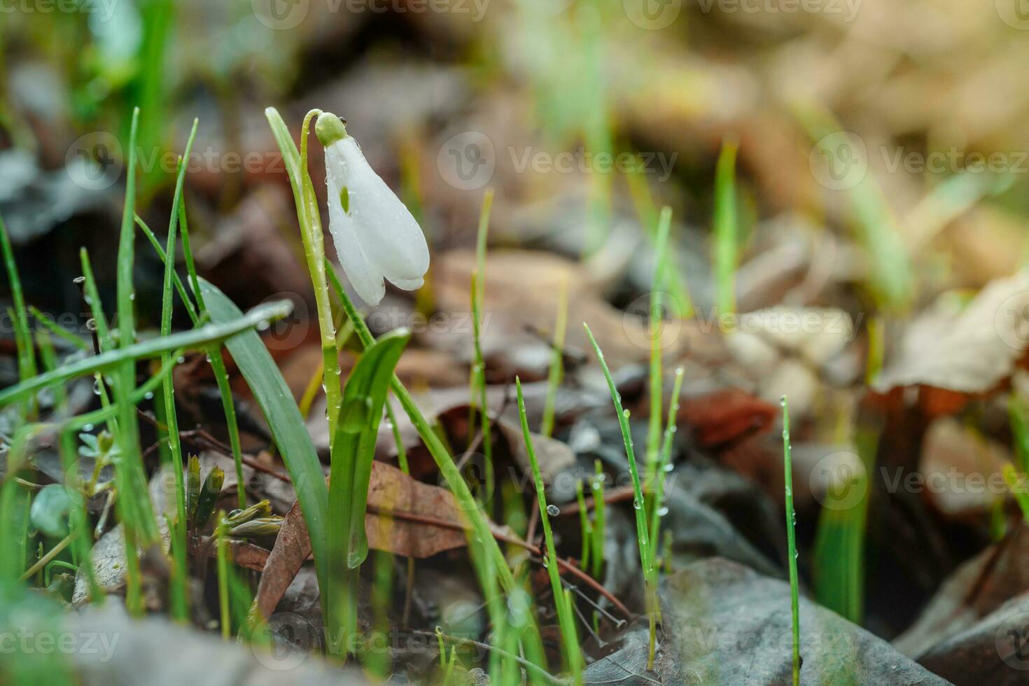 Galanthus, snowdrop three flowers against the background of trees. photo