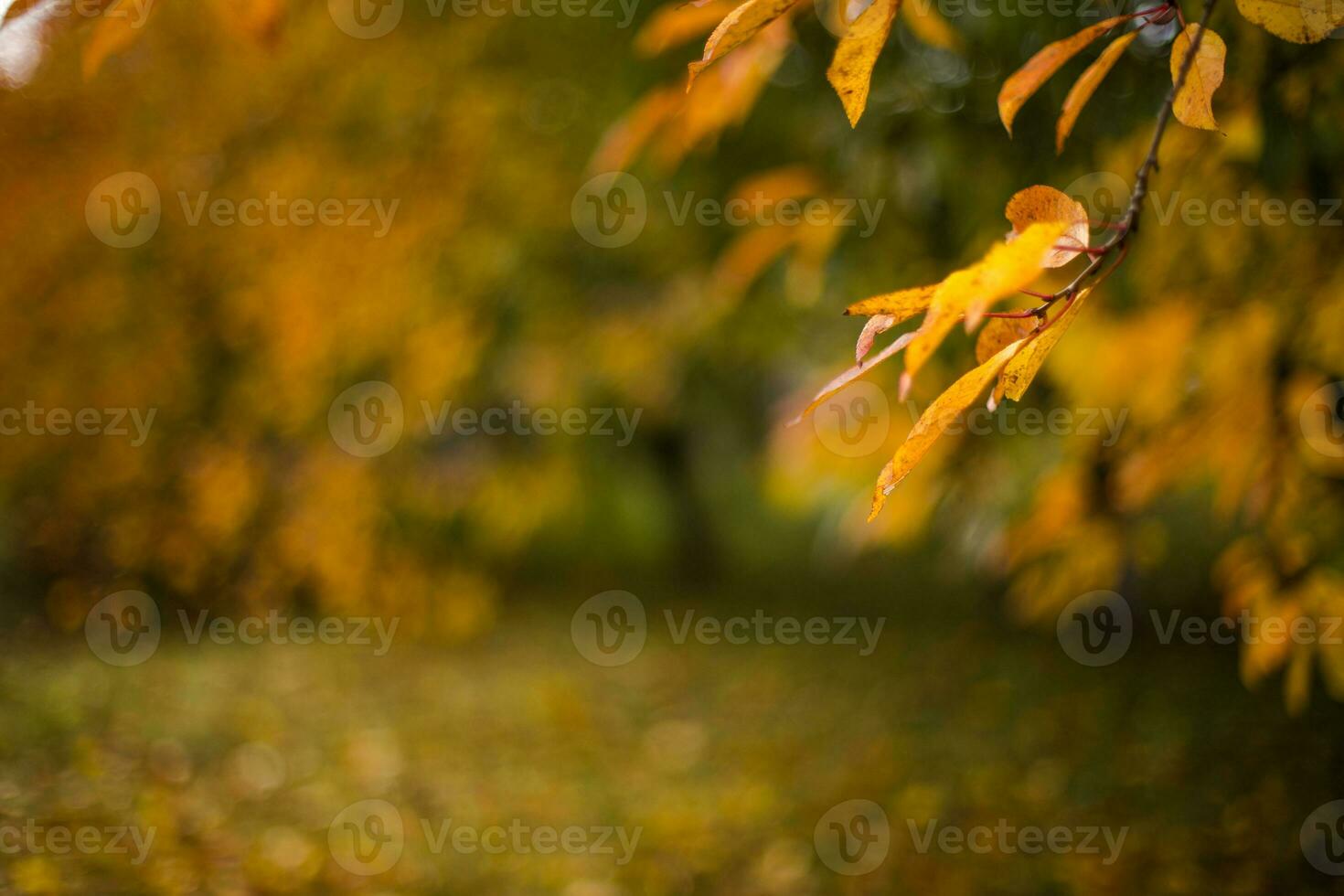 Yellow leaves in autumn cherry photo