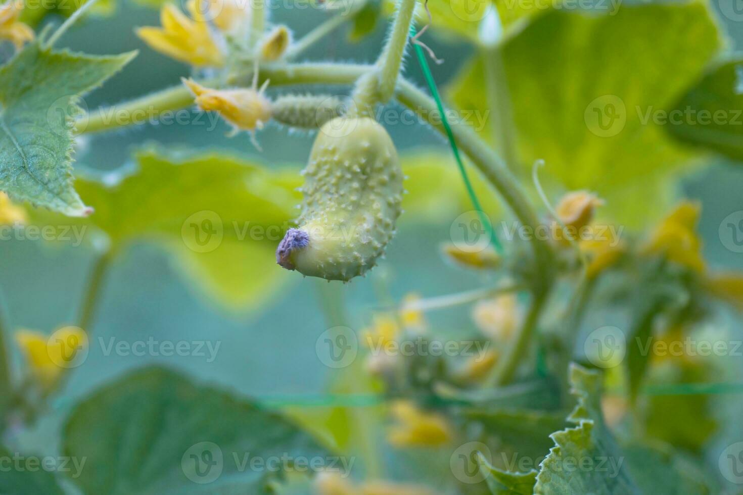 One white type angel cucumber on a bed among yellow flowers. Hybrid varieties of cucumbers in the garden. photo