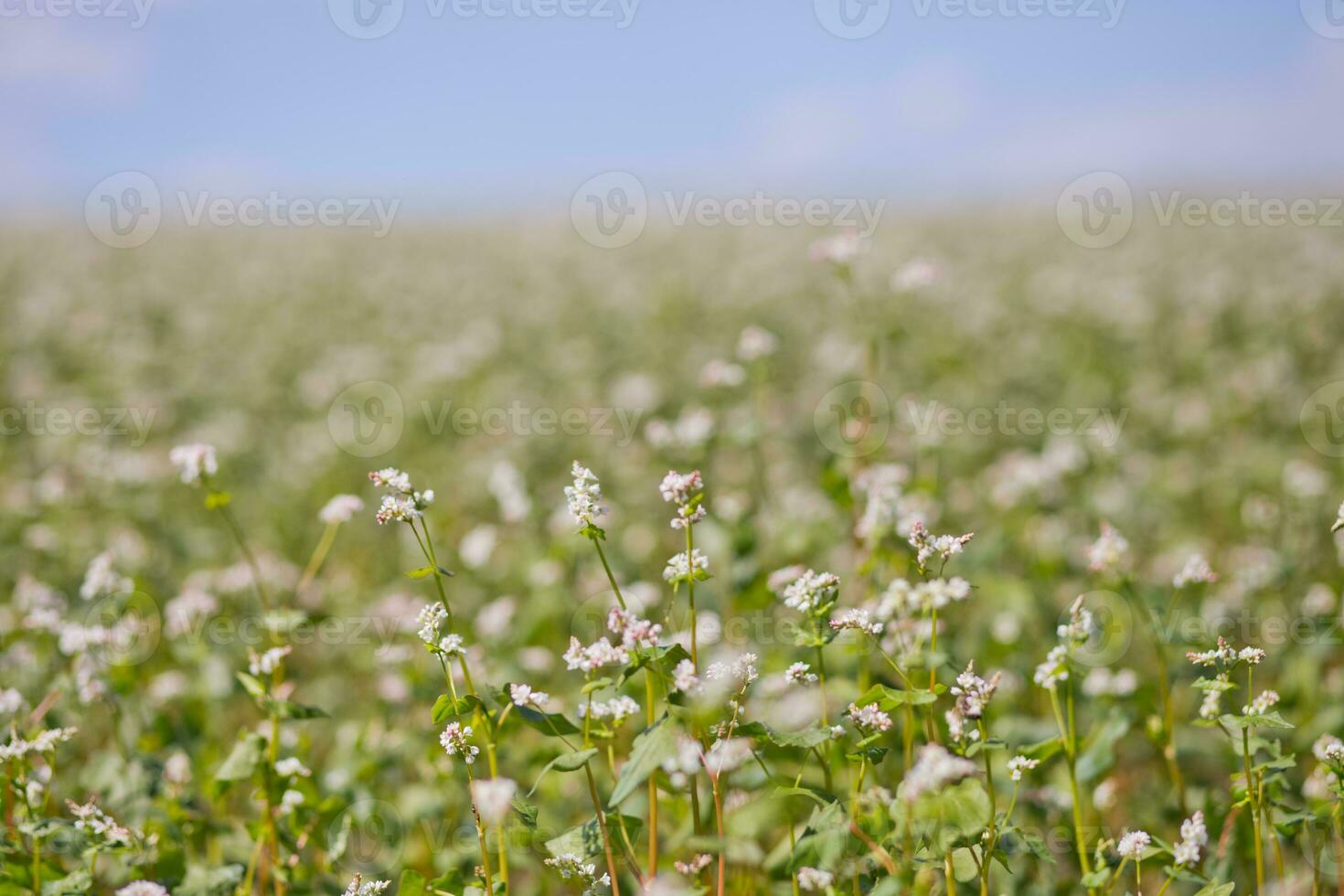 Field of buckwheat on a background of a stormy sky. Buckwheat, Fagopyrum esculentum, Japanese buckwheat and silverhull buckwheat blooming on the field. Close-up flowers of buckwheat photo