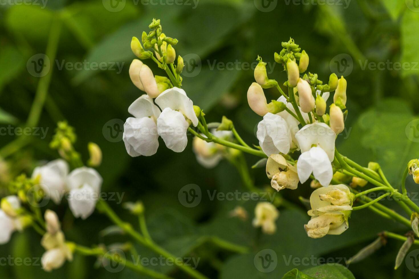 white Flowers of green bean on a bush. French beans growing on the field. Plants of flowering string beans. snap beans slices. haricots vert close up. photo