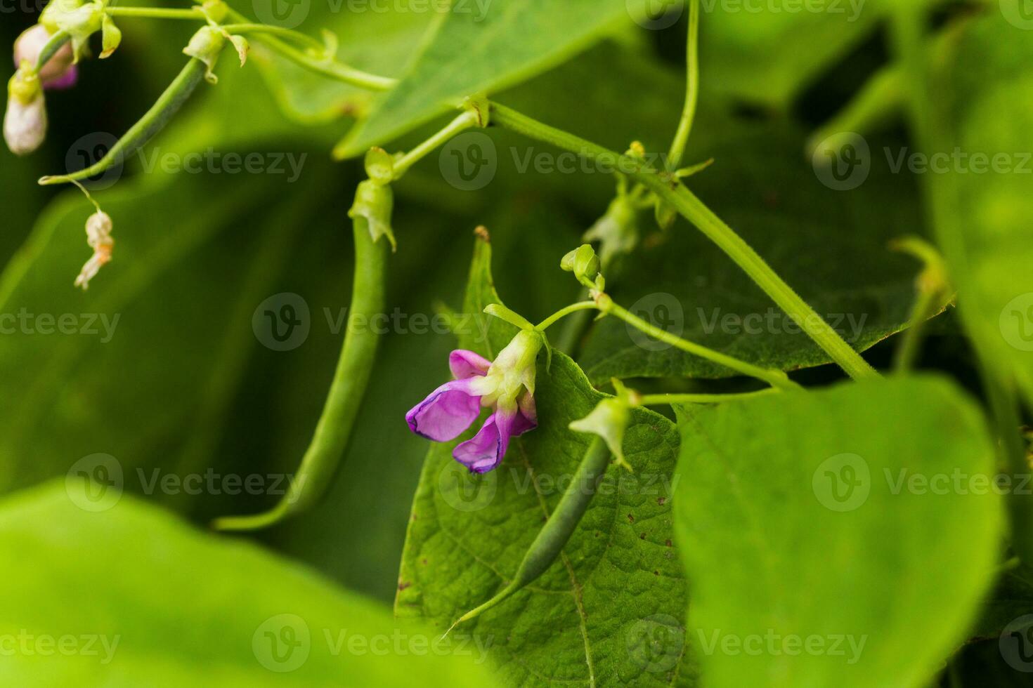 púrpura flores de verde frijol en un arbusto. francés frijoles creciente en el campo. plantas de floración cuerda frijoles. chasquido frijoles rebanadas haricots vert cerca arriba. foto