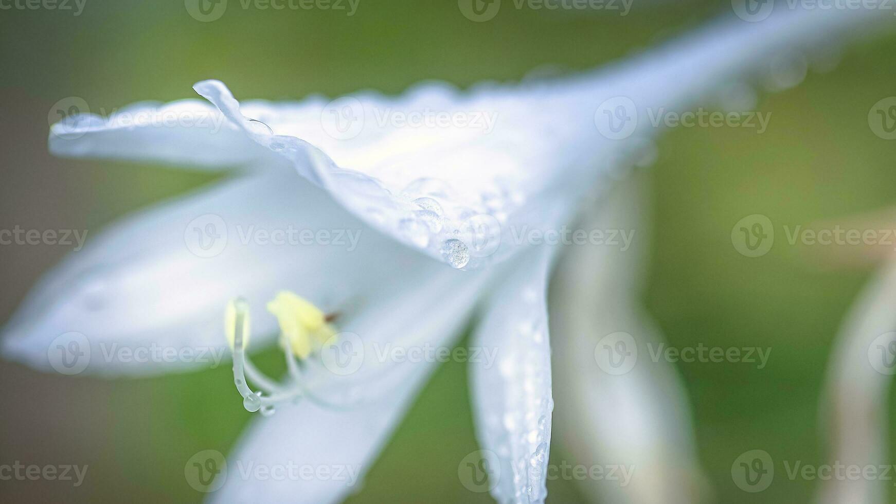 Hosta, hostas, plantain lilies, giboshi white flower with drop macro view. Background from hosta leaves. Perennial. photo