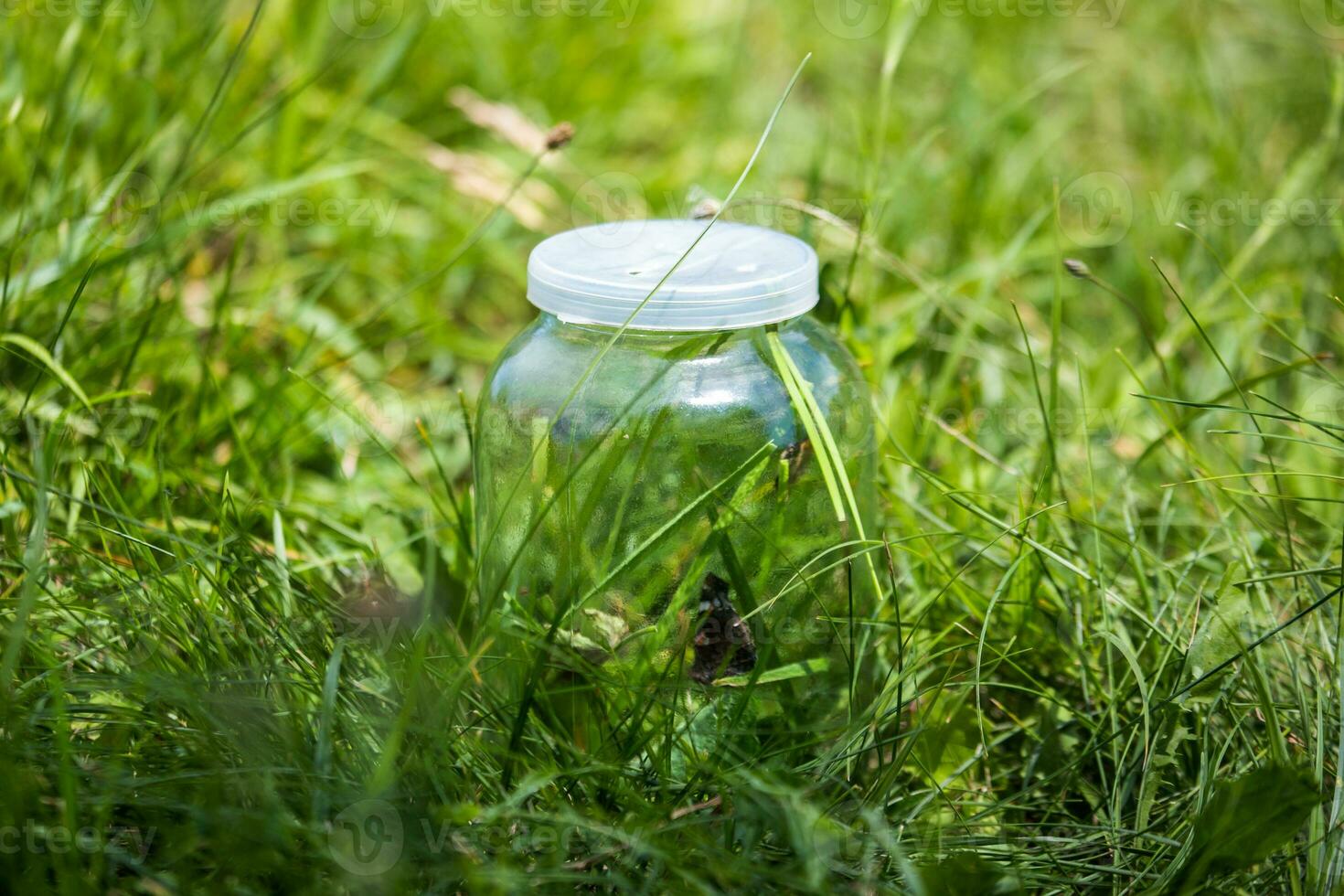 Bank bottle with butterflies inside. The grass inside the banks and conditionality in the meadow butterflies and other insects. photo