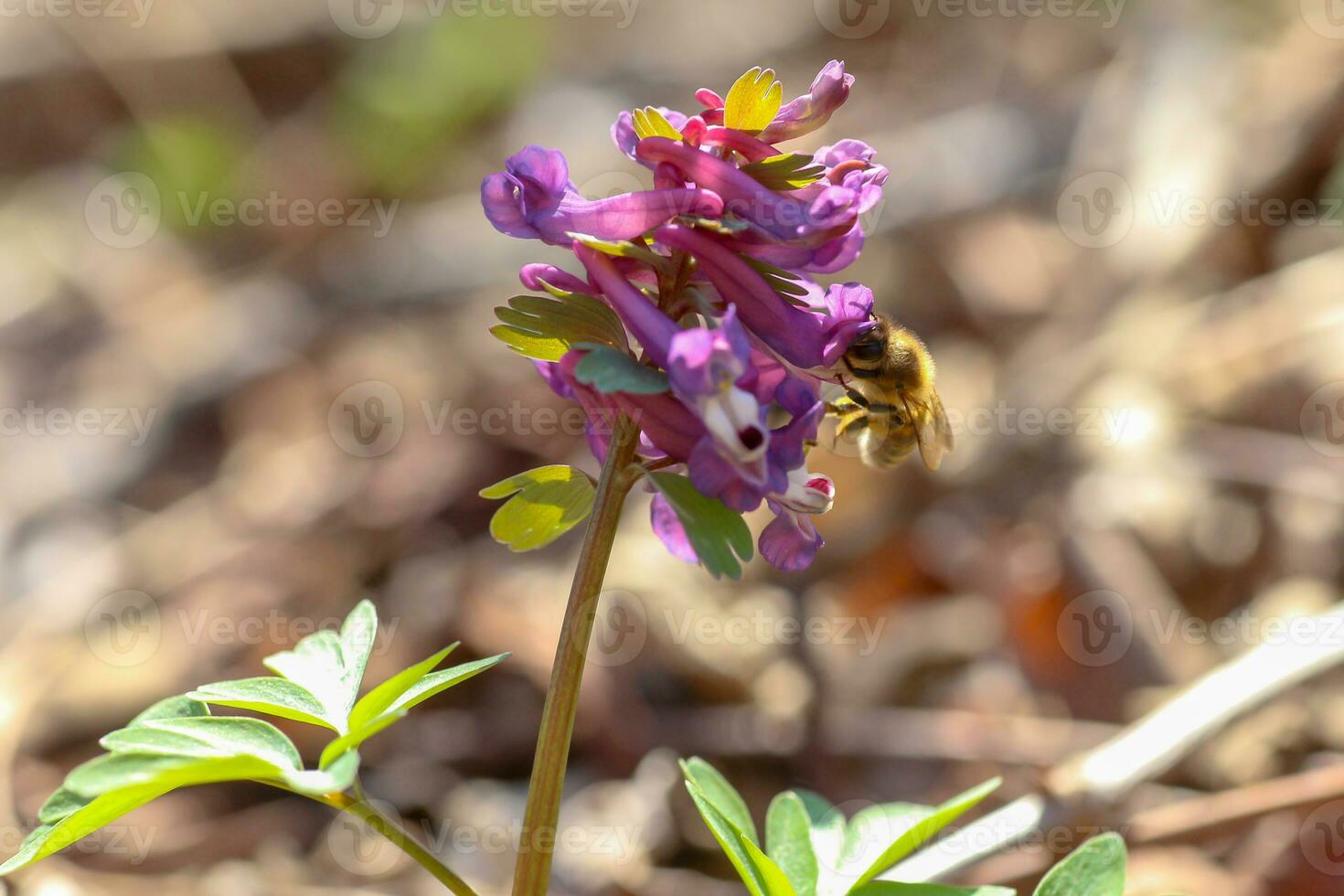 Honey bee collects nectar and pollen from Corydalis, Greek korydal s crested lark. Honey bee close-up with small details. Macro photo of a purple flower.