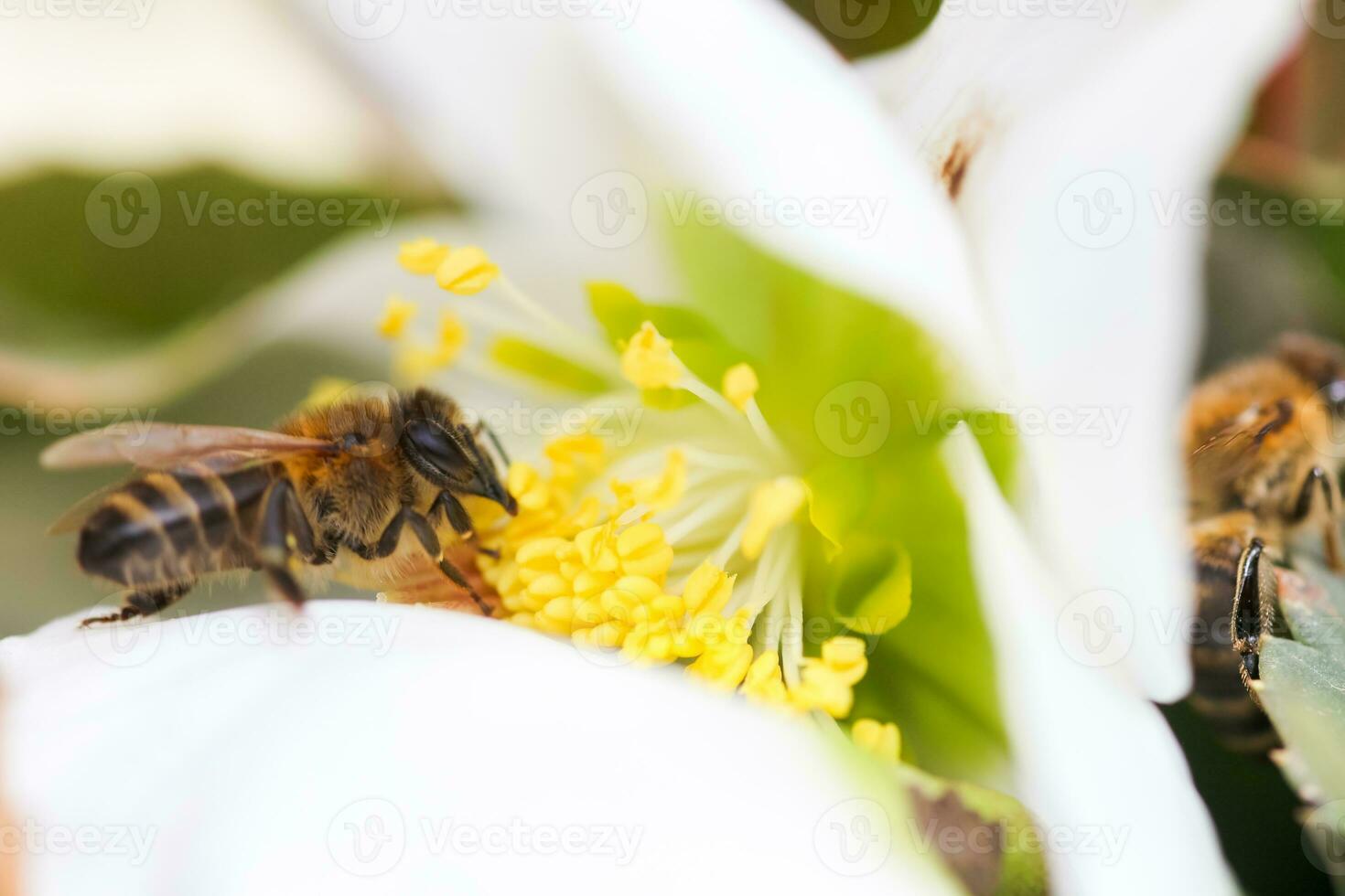 Honey bee collects nectar and pollen in early spring from hellebore, hellebores, Helleborus flowering plants in the family Ranunculaceae. photo
