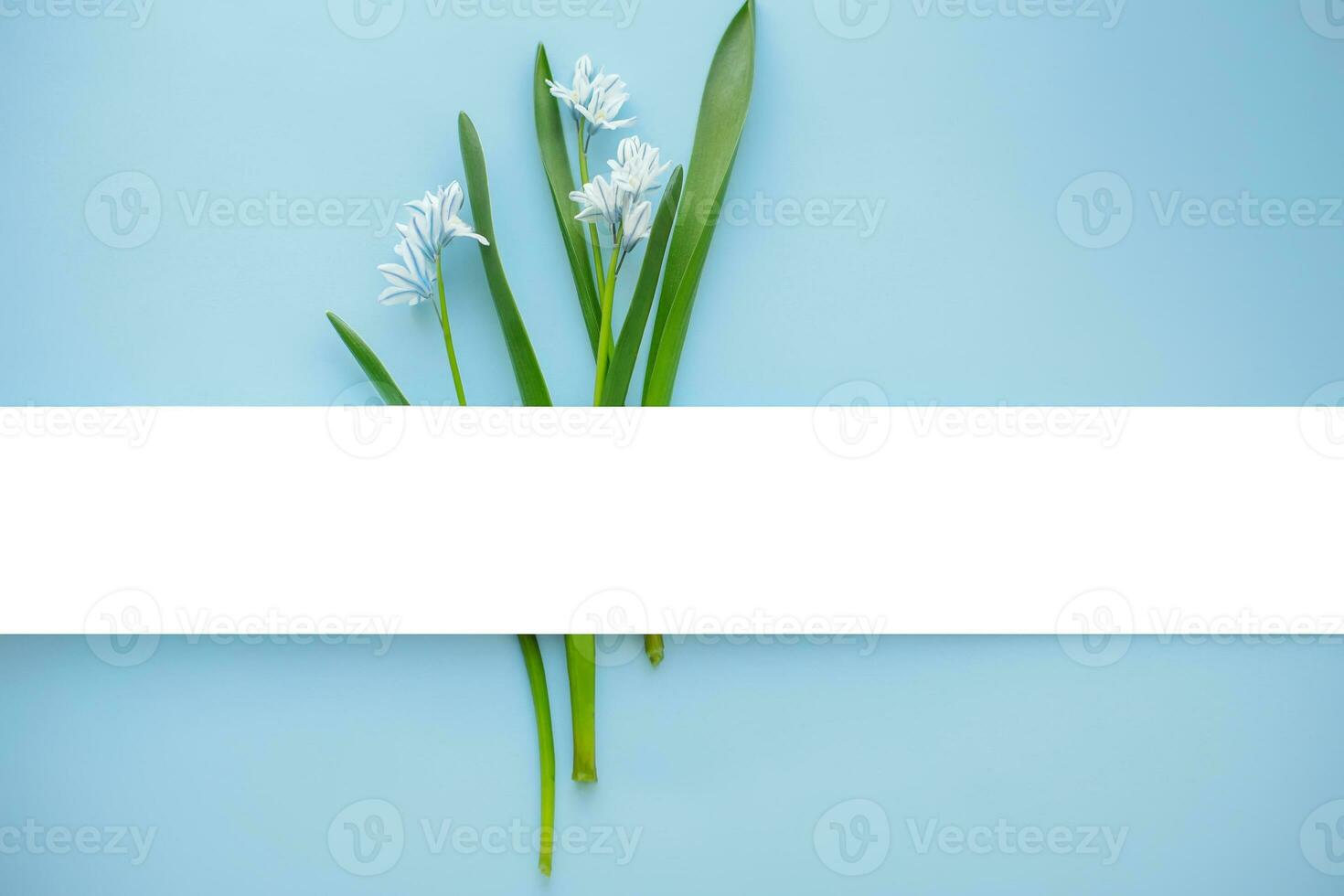 Bouquet Fresh blue spring flowers Scilla siberica. Flat lay. Narrow Paper Strip for copy space. Top view. Easter, 8 march, mother's day, spring background. photo