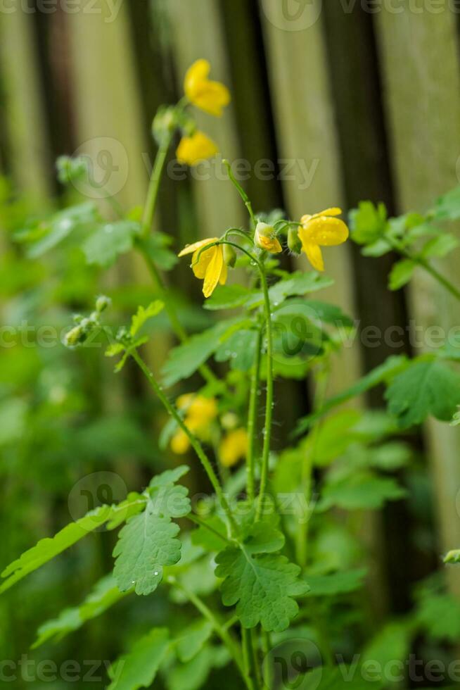 Yellow flowers of Chelidonium majus,  celandine, nipplewort, swallowwort or tetterwort close-up on background of wooden fence in village. Growing on street blooming in spring celandine. photo