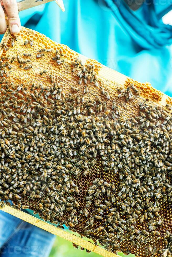 Bees on the honeycomb, top view. Honey cell with bees. Apiculture. Apiary. Wooden beehive and bees. beehive with honey bees, frames of the hive, top view. photo