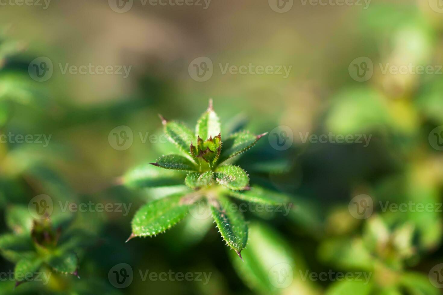 Galium aparine cleavers, catchweed, stickyweed, robin-run-the-hedge, sticky willy, sticky willow, stickeljack, and grip grass use in traditional medicine for treatment. Soft focus. Film grain. photo