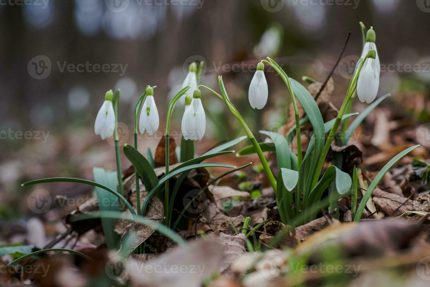 galanto, campanilla de febrero Tres flores en contra el antecedentes de arboles foto