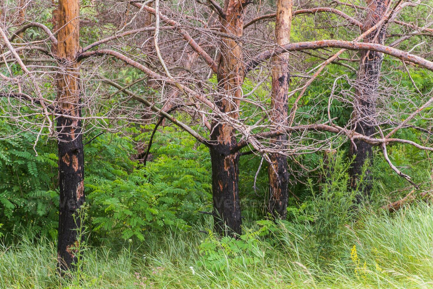 Burnt trees in the forest. Pine branches after a fire. Disaster. Broken ecosystem. photo
