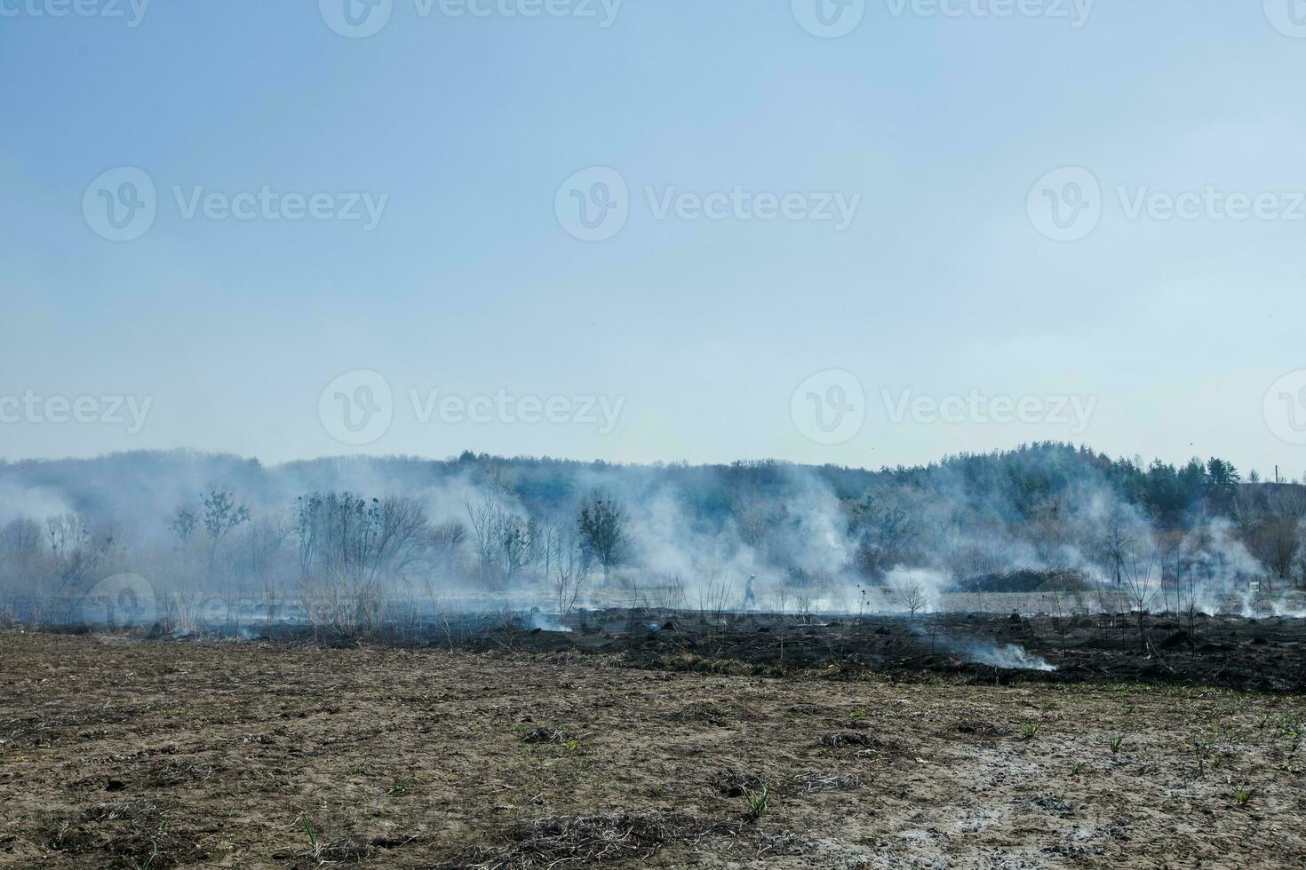 Large-scale forest fire. Burning field of dry grass and trees. Thick smoke against blue sky. dangerous effects of burning grass in fields in spring and autumn. photo