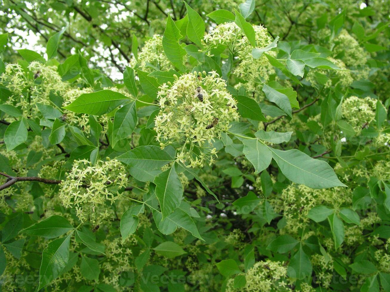 Ptelea trifoliata, ordinary hoppy, smelly ash or waffle ash ligh photo