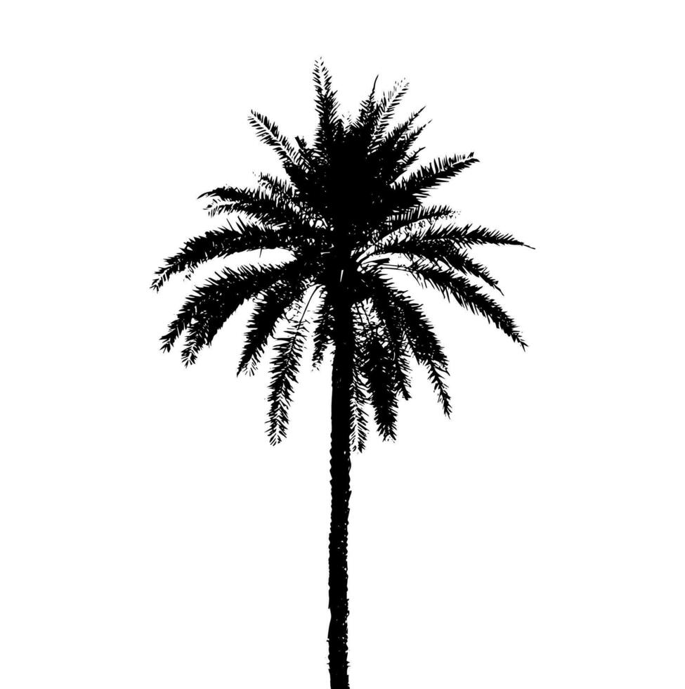 palm tree silhouette vector illustration, silhouette of  palm tree on white background vector art,  black color ,
