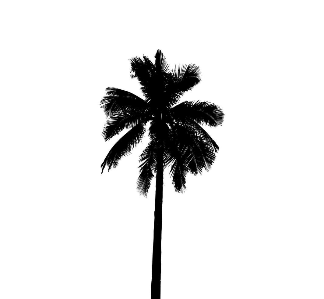 palm tree silhouette vector illustration, silhouette of  palm tree on white background vector art,  black color ,