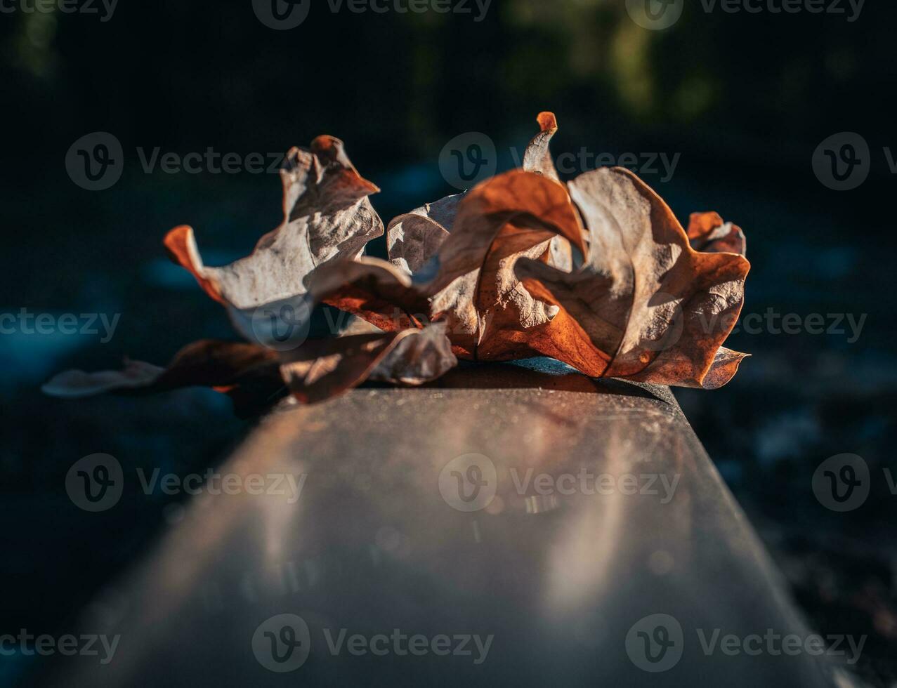 Close up bright oak dry leaf on rails concept photo. Fall season, top view. photo