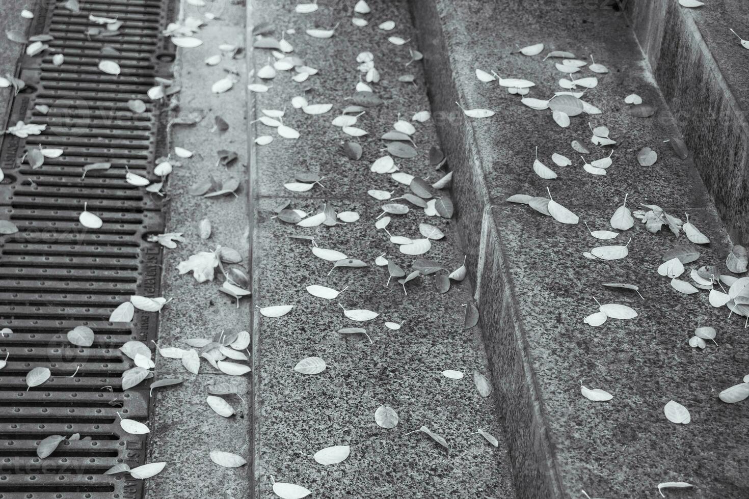 Autumn leaves on the ground near steps black and white photo. Iron grille near steps. photo