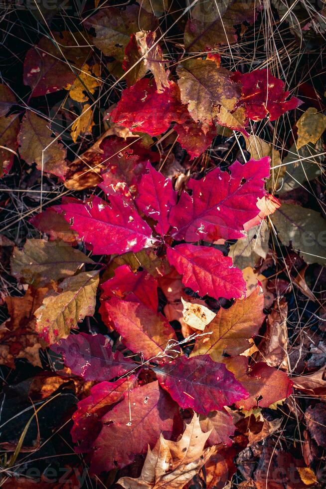 Close up beautiful autumn background with red leaves concept photo. Fall season photo