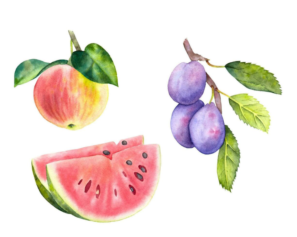 Hand drawn watercolor fruit apple, plum and watermelon. Watercolor red apple, plum branch and watermelon pieces on the white background. vector