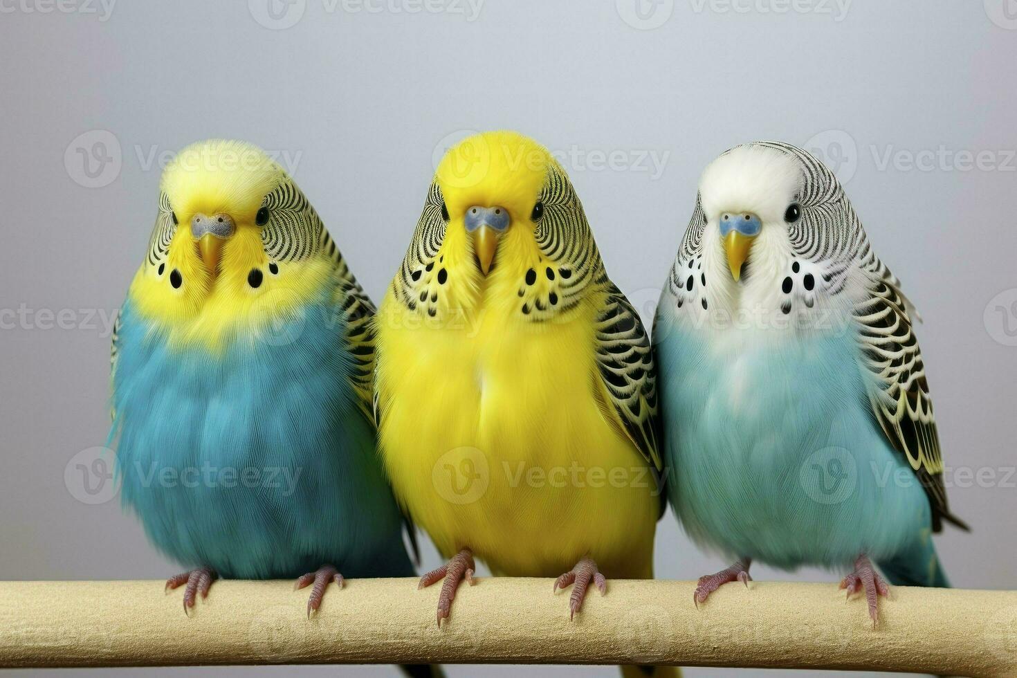 three budgies on a branch on white background,  ai generated photo