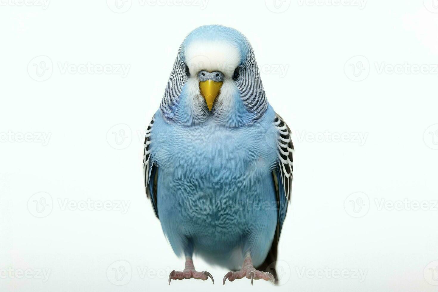one blue budgerigar on a branch on white background, ai generated photo
