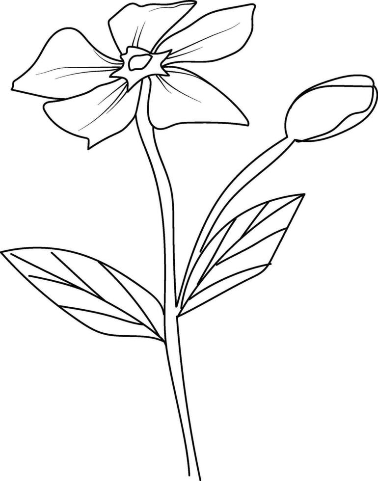 Periwinkle flower sketch, clip art minimilist periwinkle flower outline, simple Catharanthus line drawings, simple periwinkle flower drawing, pencil sketch sadabahar flower drawing vector