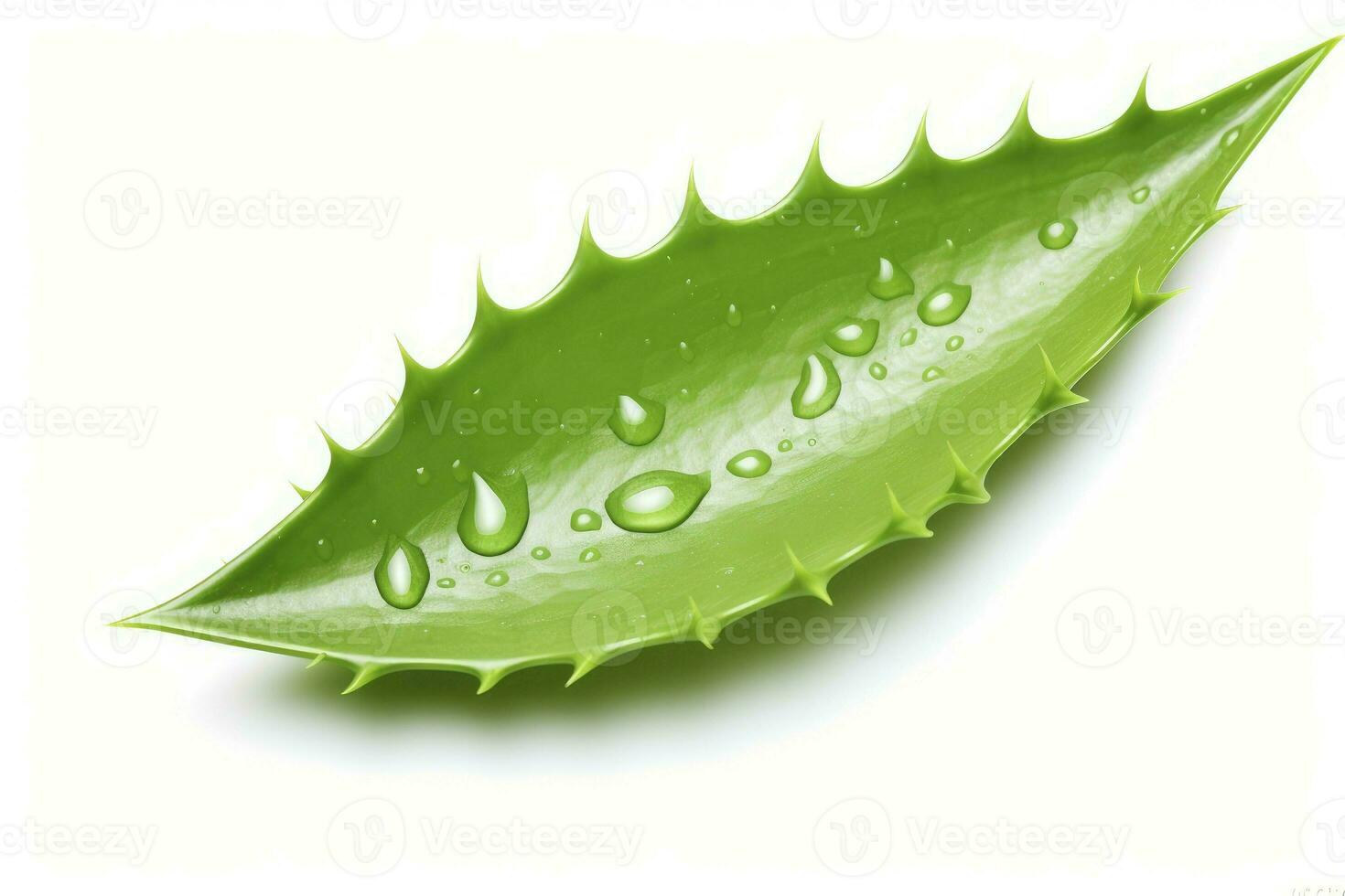 Aloe vera green leaves on white background, AI Generated photo