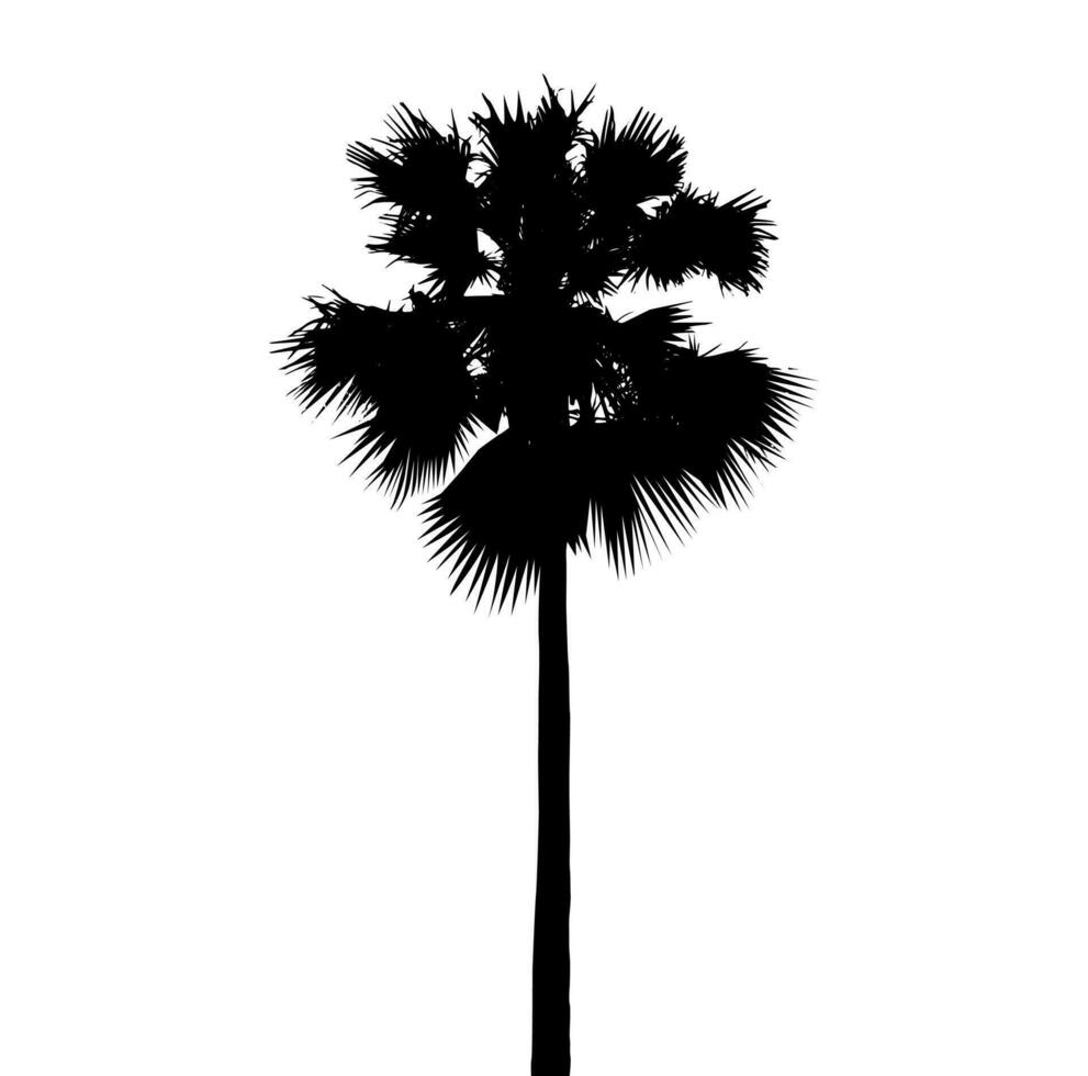 un negro y blanco ilustración de un palma árbol, silueta de palma árbol en blanco antecedentes vector arte, negro color