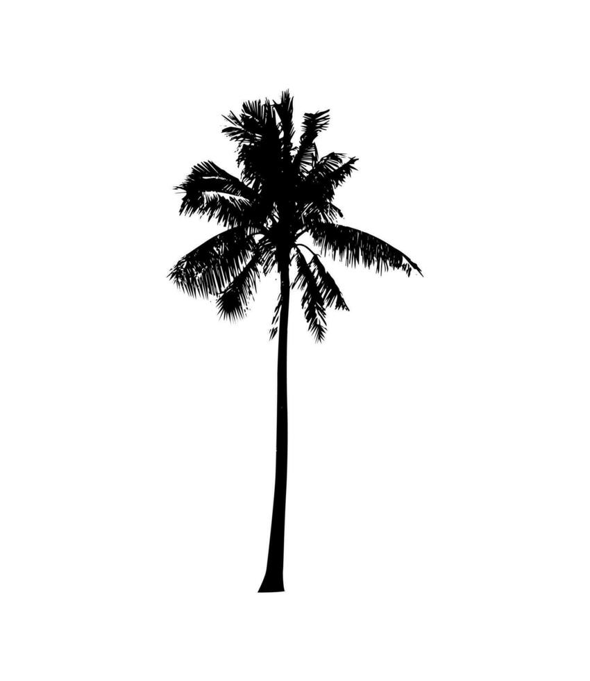 a black and white illustration of a palm tree, silhouette of  palm tree on white background vector art,  black color