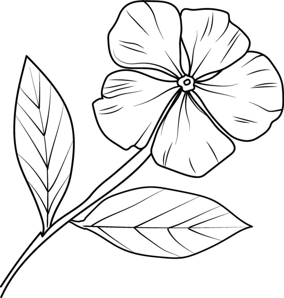 Periwinkle flower drawing, periwinkle flower drawing for kids, simple periwinkle drawing, Catharanthus flower sketch, drawing vector sadabahar flowers drawn