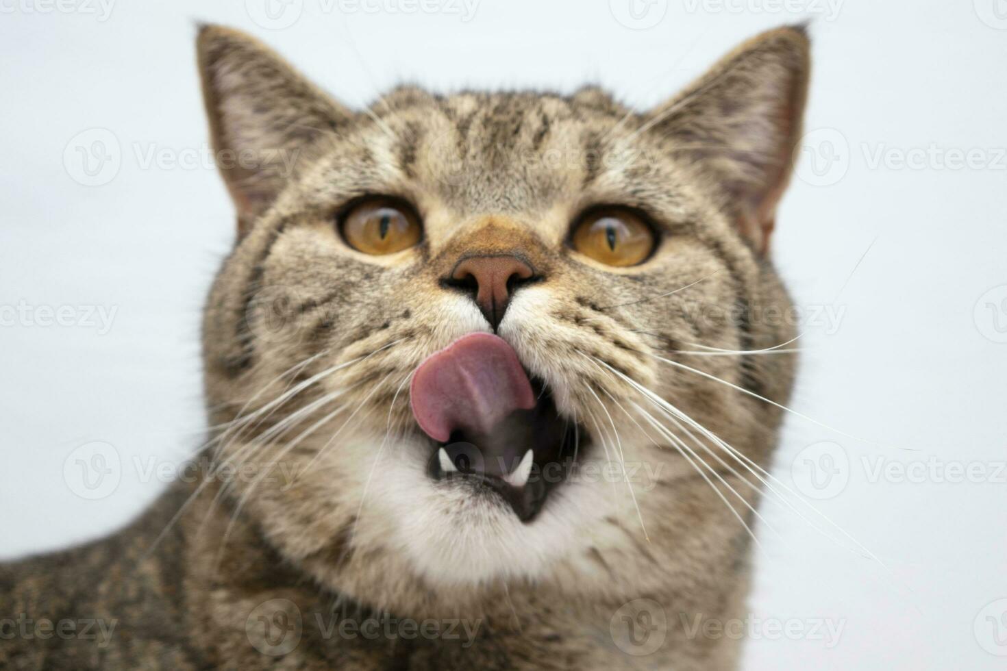 funny beautiful scottish cat portrait making funny face licking lips with mouth open looking at camera photo