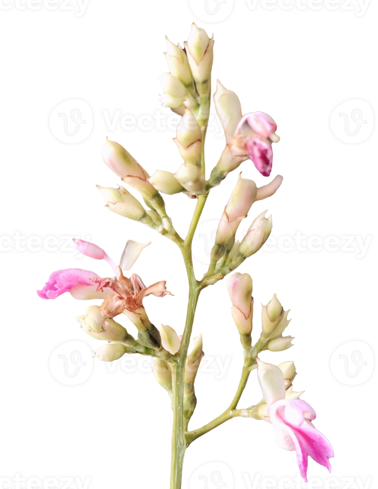 a pink flower on a stem with no leaves, pink orchid isolated on white, Branch of pink siam tulip flower isolated on white background png