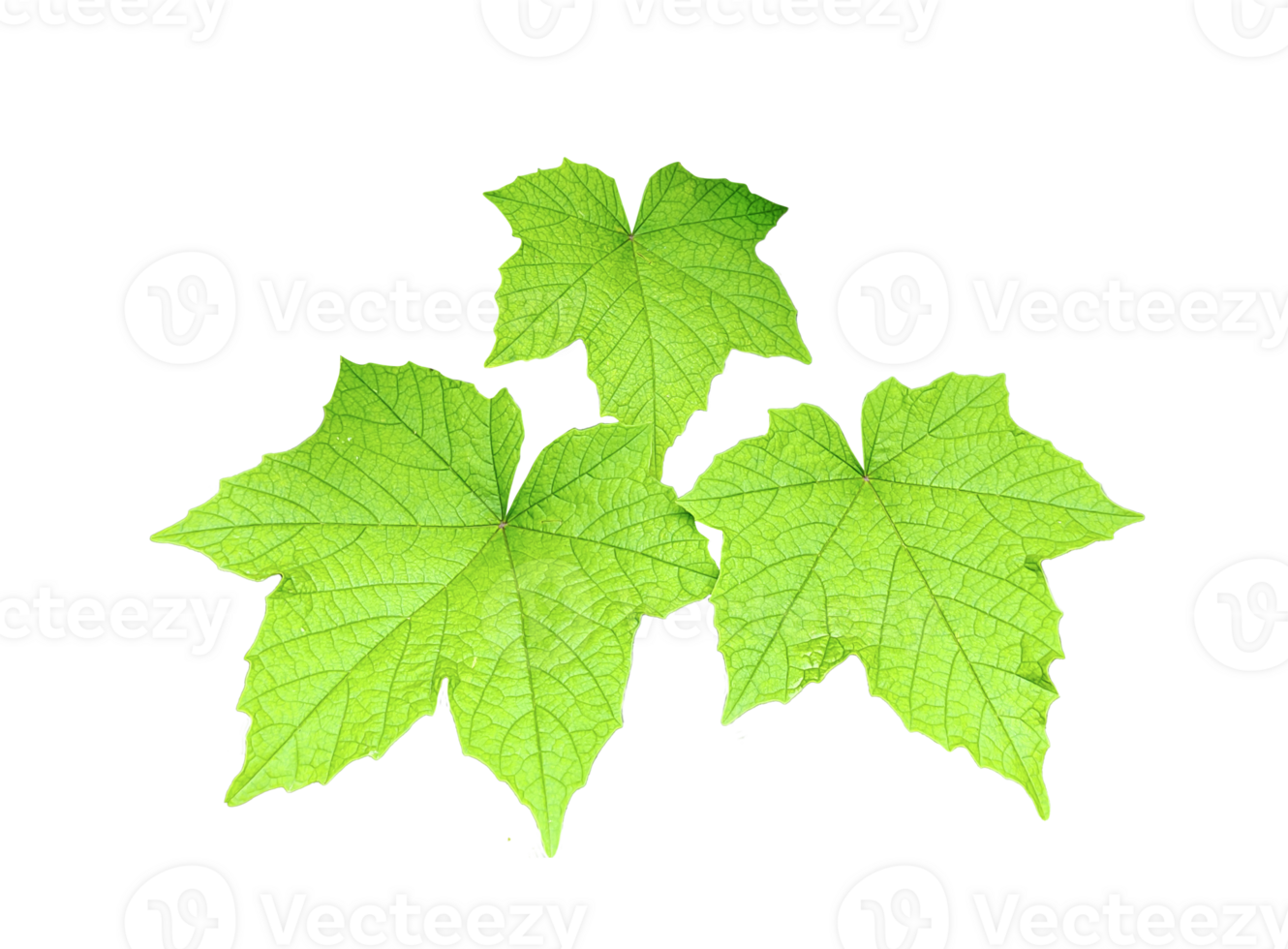 green leaves on transparent background, Green maple leaf isolated on white background. Clipping path included. Green leaves isolated on transparent background. png