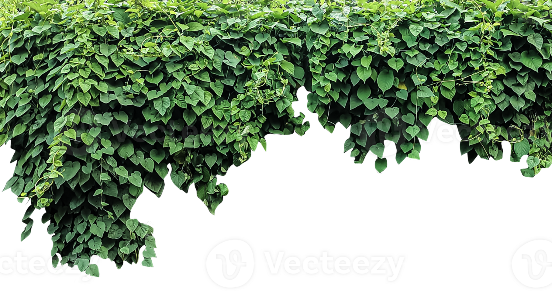 green plants hanging from a tree, Green Creeper Plant Isolated On Transparent green leaves background on a wall  With Gradient Mesh, png