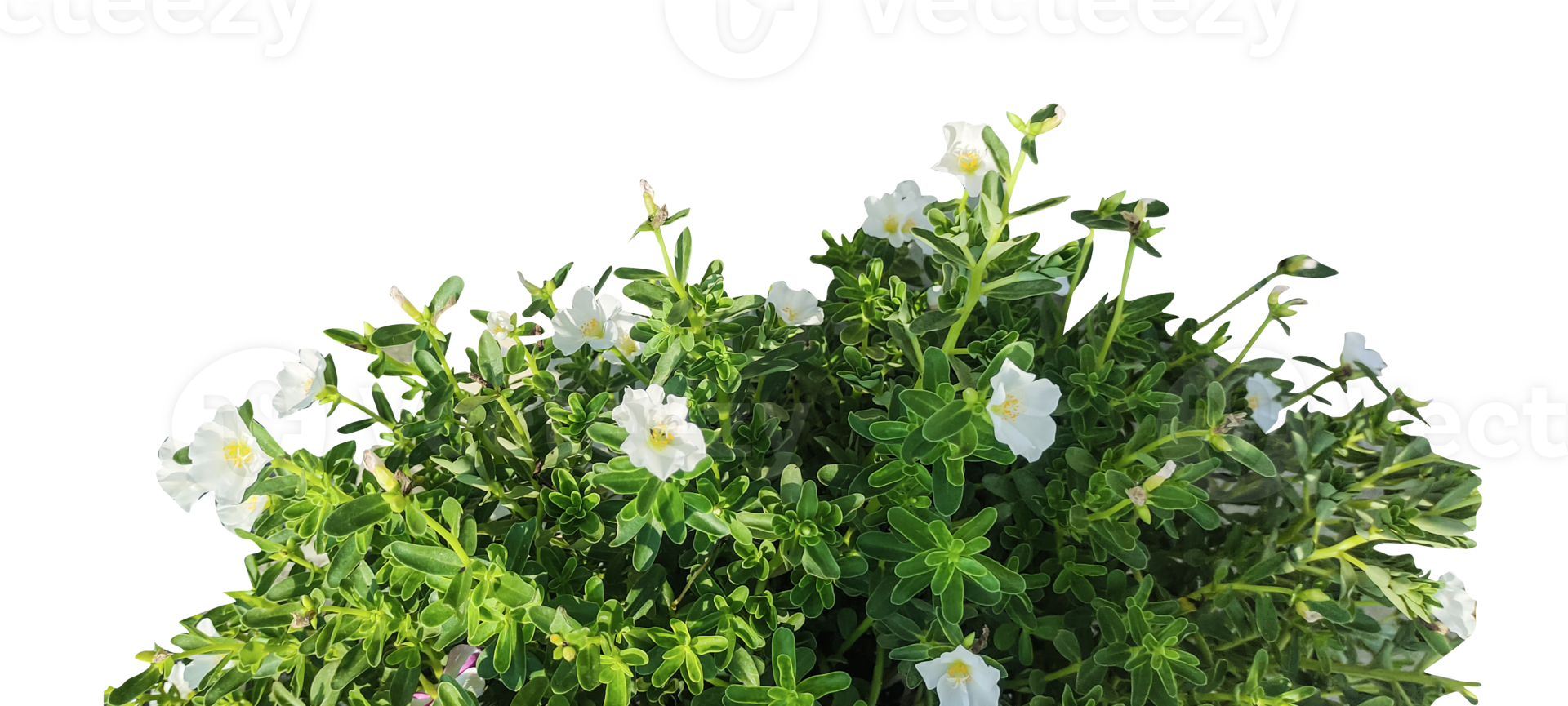 White Petunia Flowers Isolated On Transparent Background. a plant with white flowers on a transparent background png