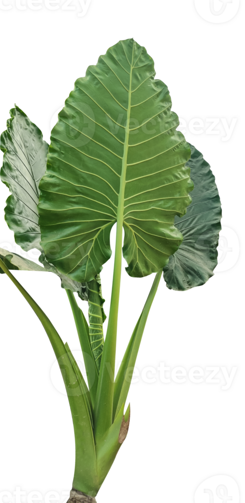 a large green leaf plant on a white background, Elephant Ear Plant Isolated On Transparent Background With Clipping Path png