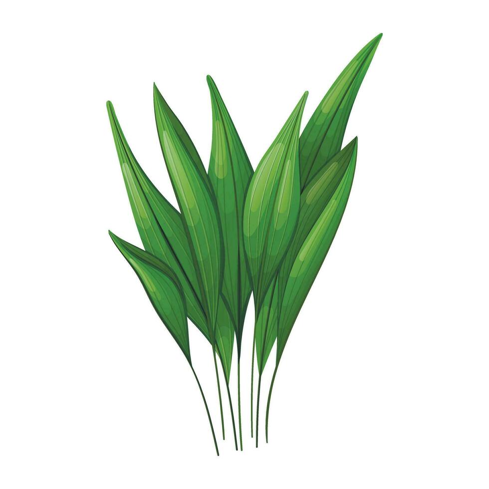 Isolated leaves of house plant Aspidistra tall or cash iron. vector