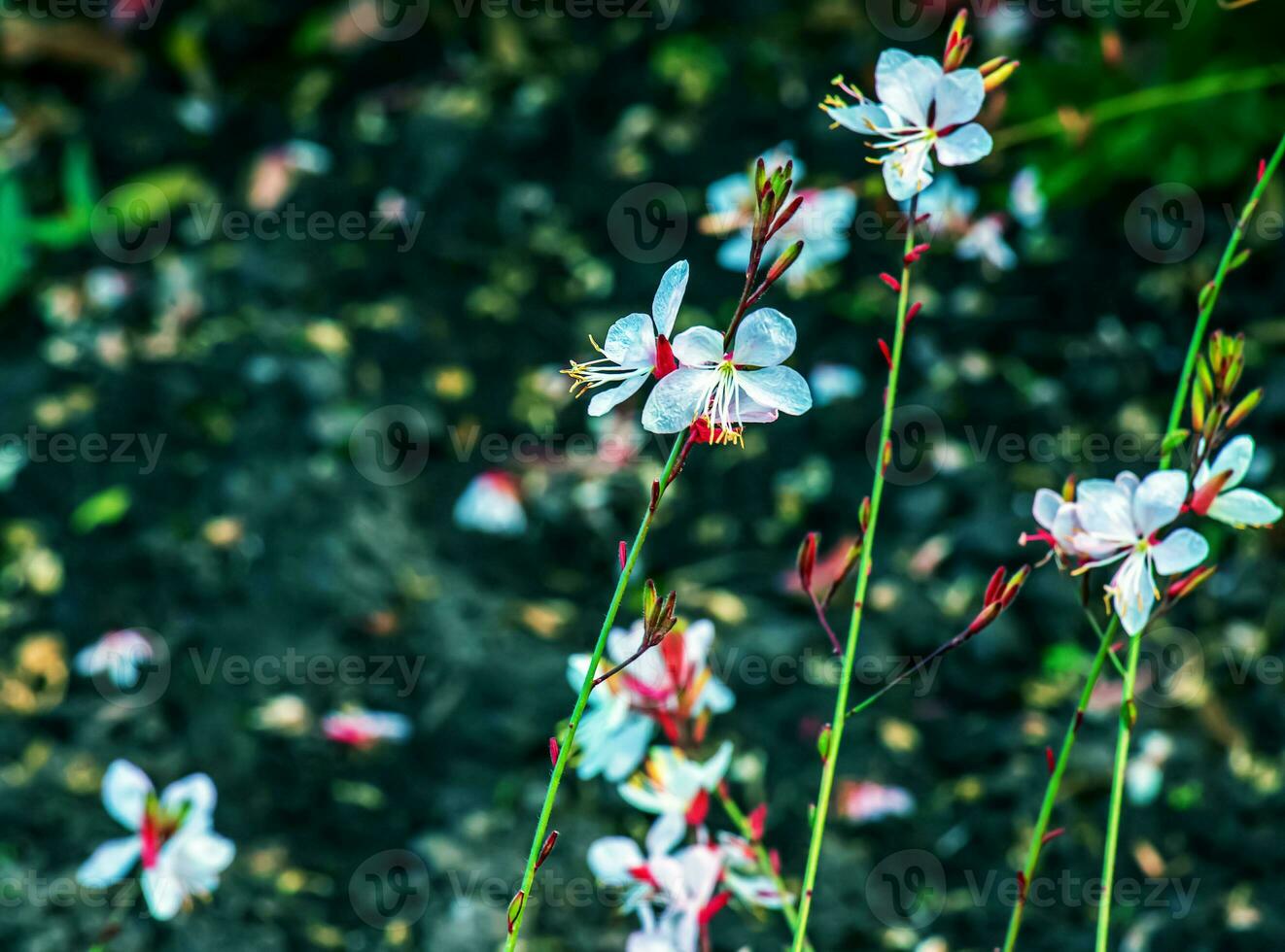 cerca arriba gaura lindheimeri o girando mariposas flores visto en verano en el jardín. foto