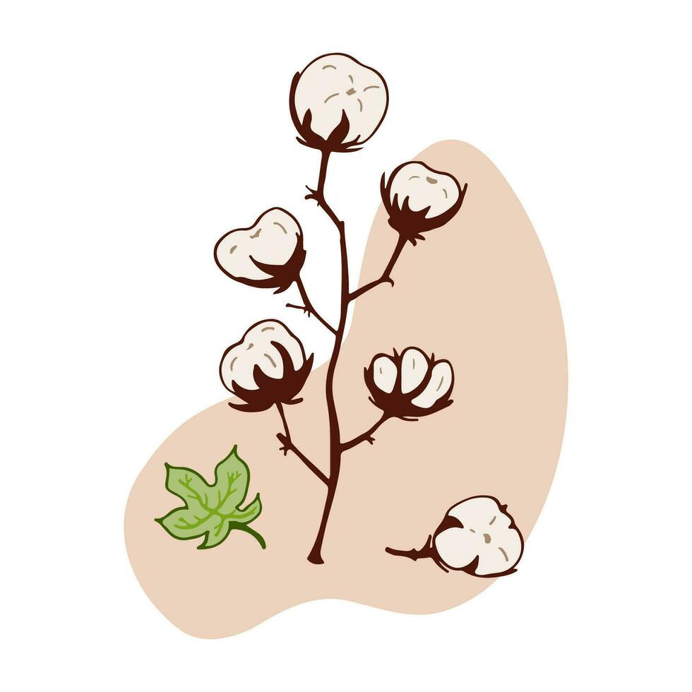 Cotton plant isolated vector illustration. Concept dried herbs. Stem, fluffy balls, leaf. Herbal theme. Hand drawn branches, beige abstract spot. Design element for natural and organic designs.